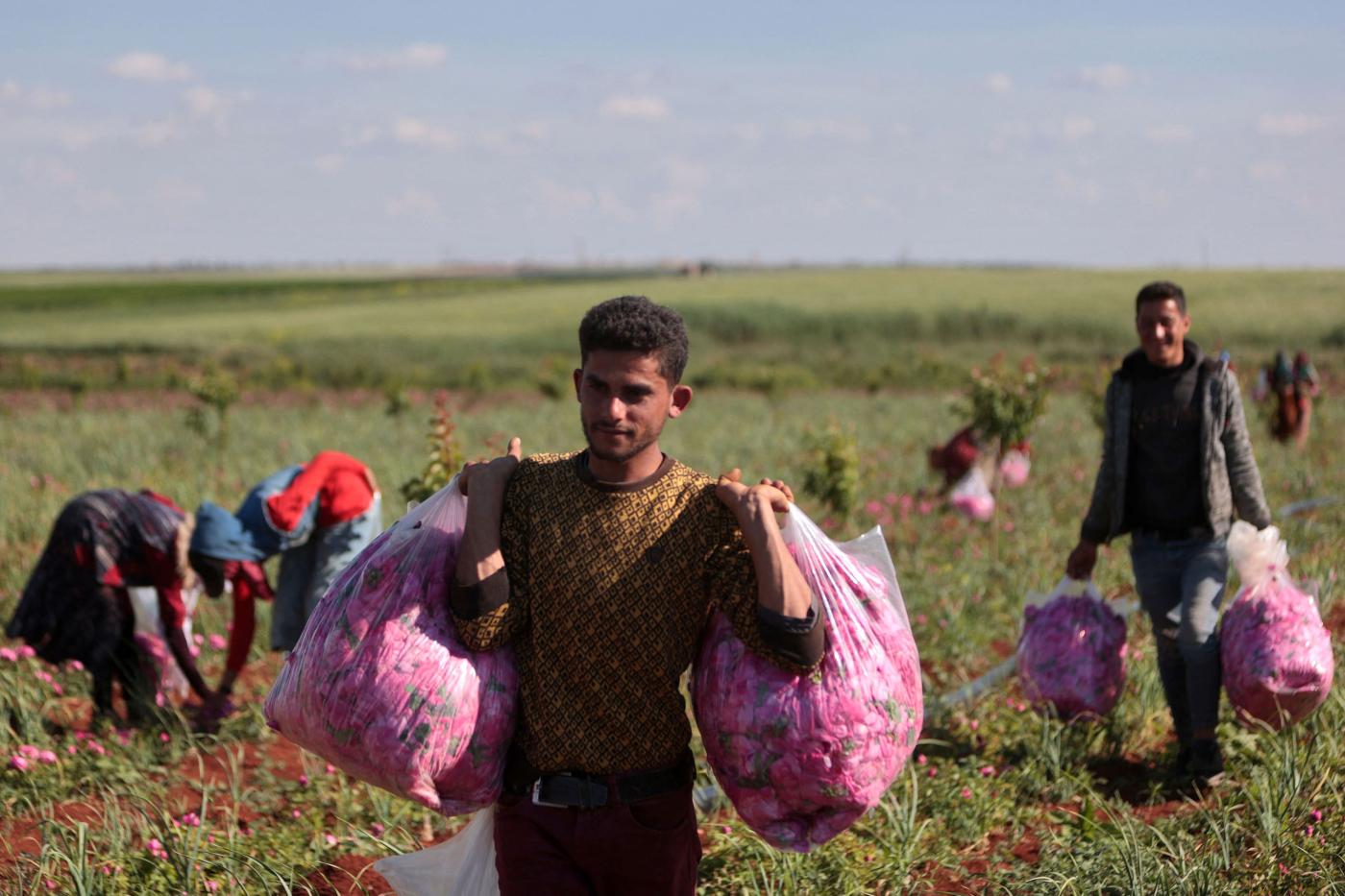 Syrians carry bags with harvested roses at an agriculture field near the village of Killi in Syria's rebel-held northwestern province of Idlib, on 1 May 2023 (AFP)