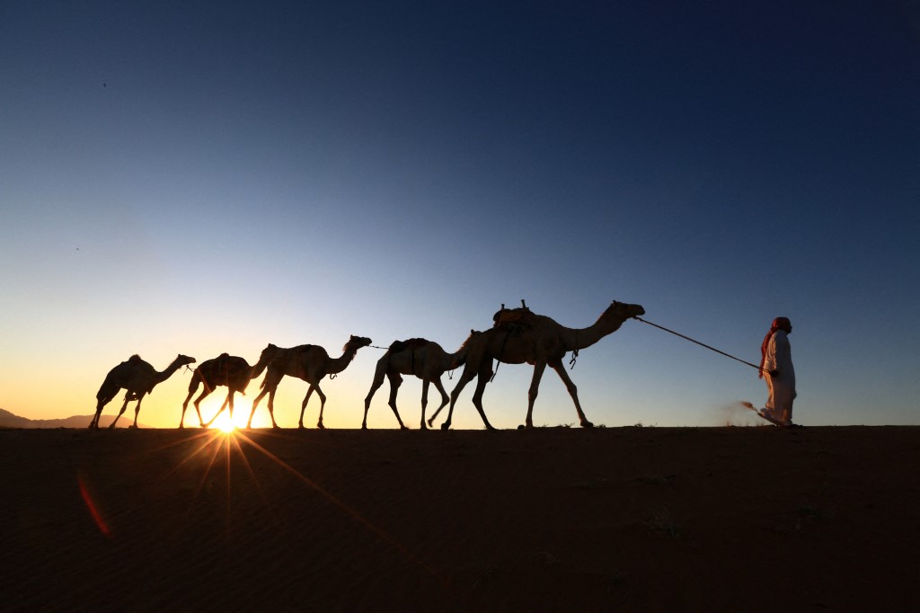 bedouin camel saudi arabia