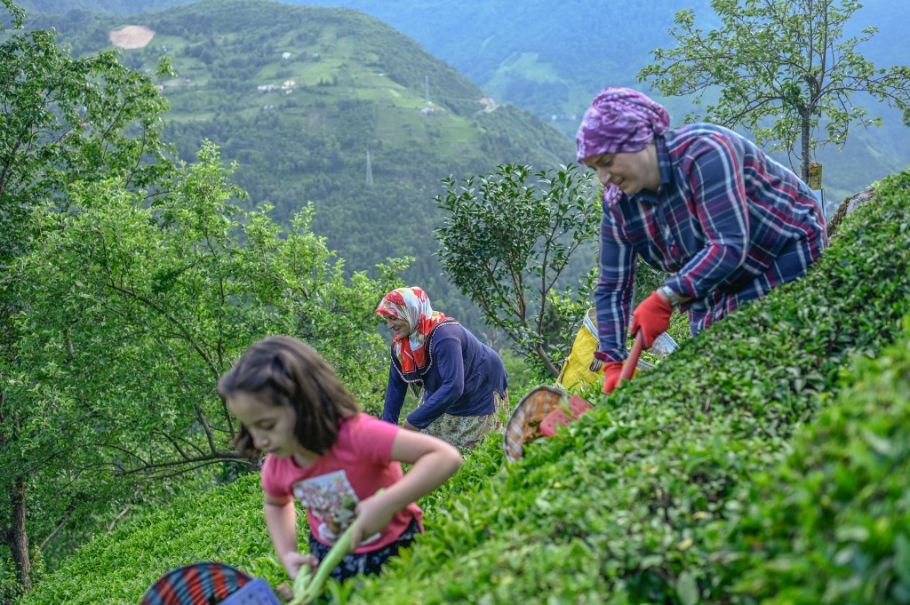 Des villageois cueillent du thé cultivé sur des terres locales à Ikizdere, dans la province de Rize, dans la région de la mer Noire en Turquie, le 7 juin 2021 (AFP/Bulent Kilic)