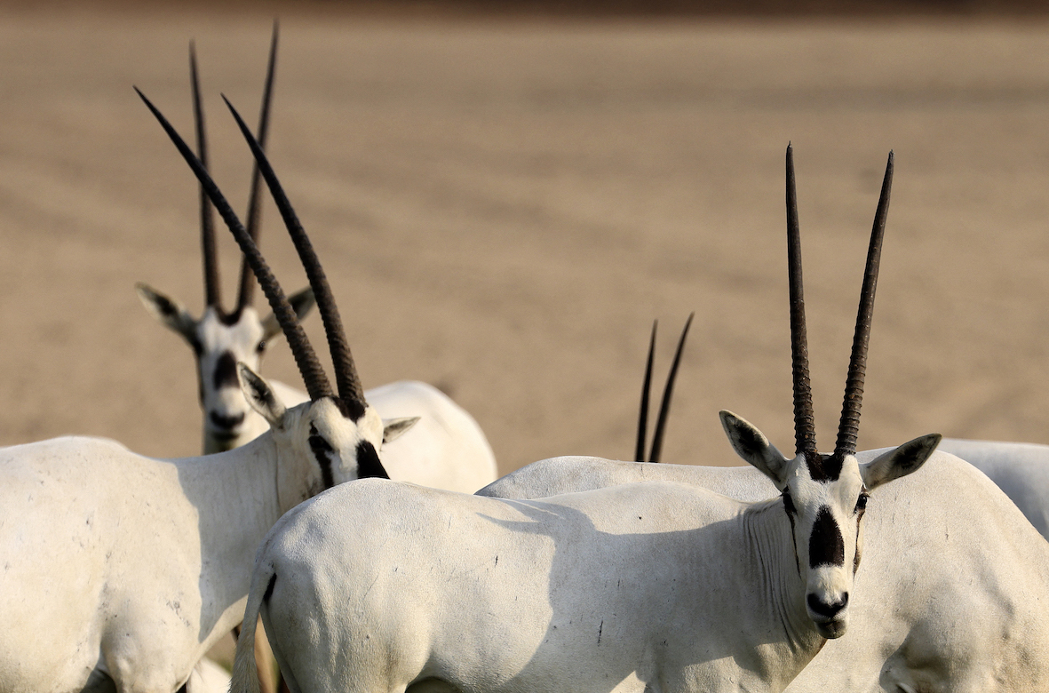 Arabian Oryx antelopes are pictured in Nad Al Sheba district in the Gulf emirate of Dubai (AFP/ Karim Sahib)