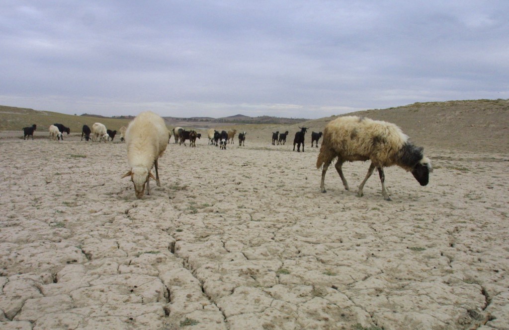 Des moutons cherchent désespérément de quoi manger, à 30 km de Marrakech (AFP/Abdelhak Senna)