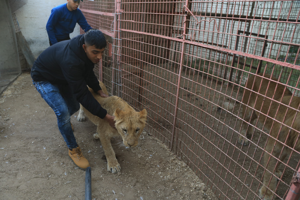 A lion cub (Mohammed Alaloul)