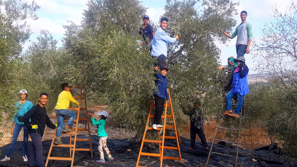Harvesting the olives with my family, the settlement of Ariel seen in the background (Courtesy of Fareed Taamallah)