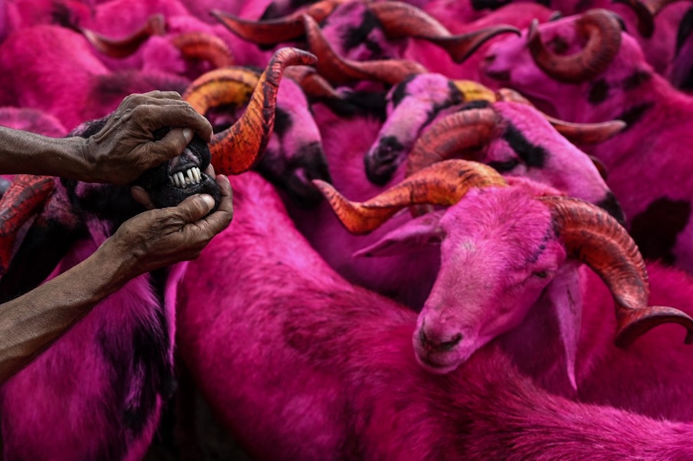 Au marché aux bestiaux de Chennaï, sur la côte-est de l’Inde, les animaux sont recouverts de poudre colorée, le 17 juillet 2021 (AFP/Arun Sankar)
