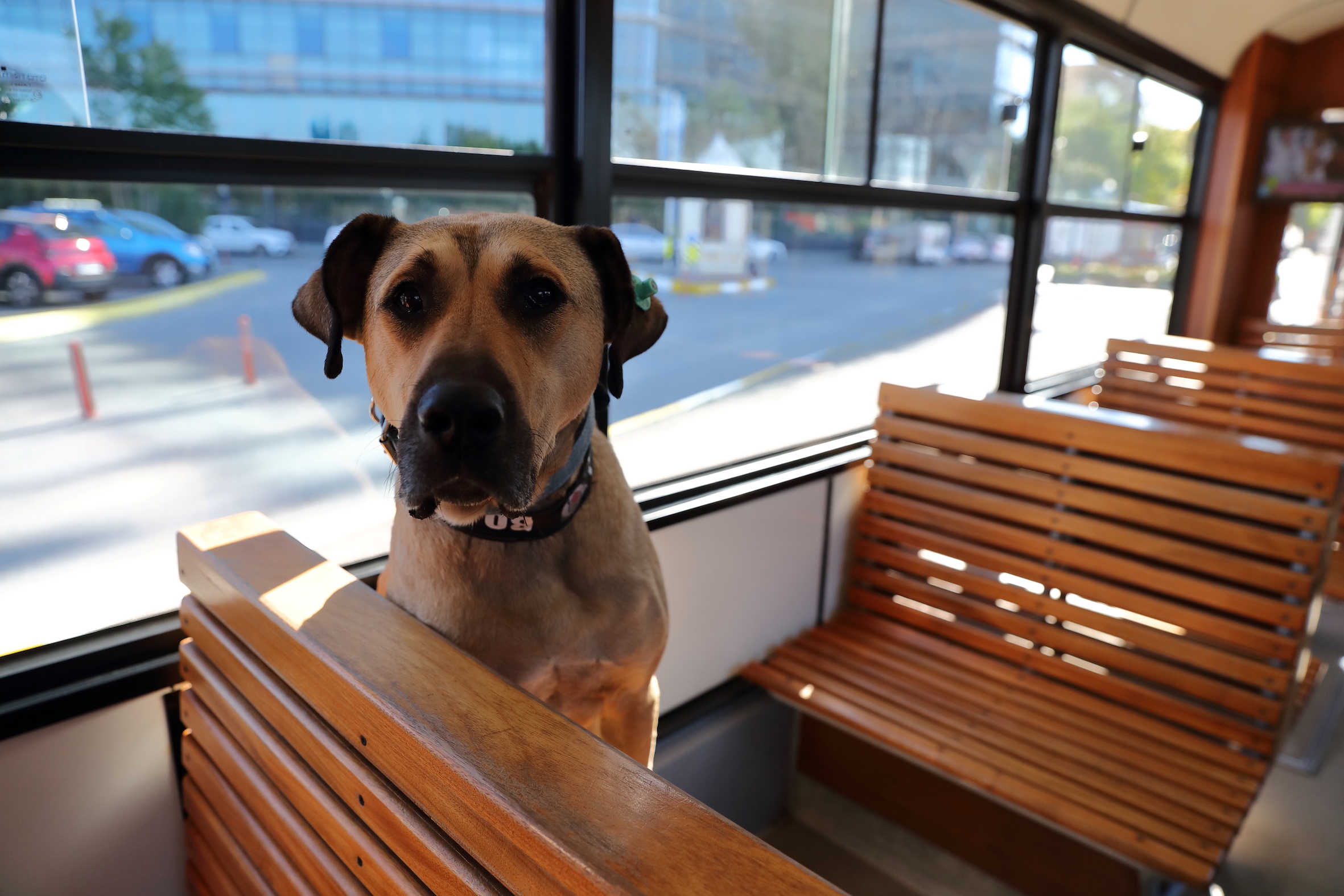 Street dog Boji, a regular user of commuter ferries, buses, metro trains, and trams, sits on a tram in Istanbul's Kadikoy district (Reuters/ Murad Sezer)