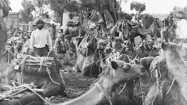 Photo datant de février 1891 montrant des chameliers afghans en train de se reposer avec leurs bêtes (Wikimedia Commons)