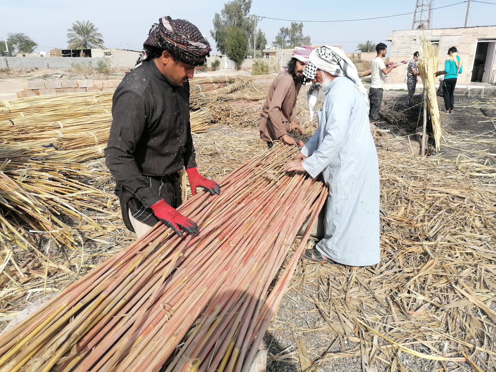 Reeds, known as mxx were used by Arabs living in Iran's marshalnads to build their homes