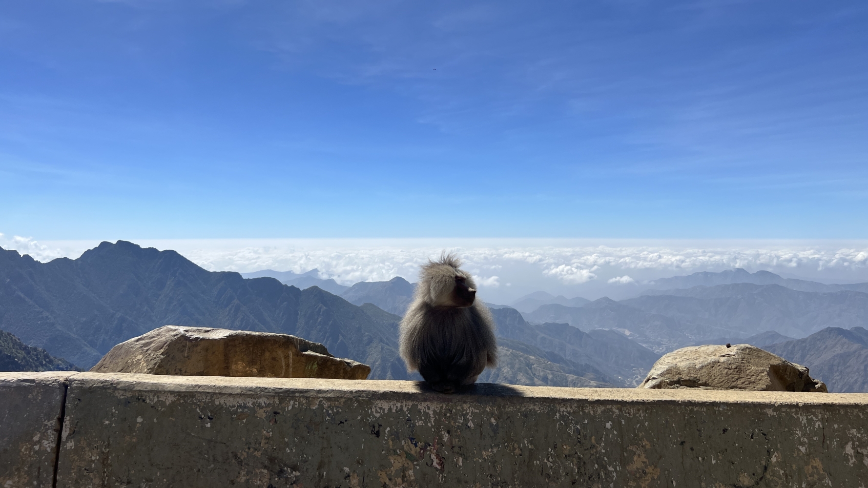 hamadryas baboons overlooking sarawat mountains