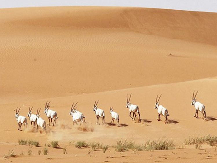 The Uruq Bani Mu’arid Protected Area, Saudi Arabia (Courtesy Saudi National Centre for Wildlife Development)