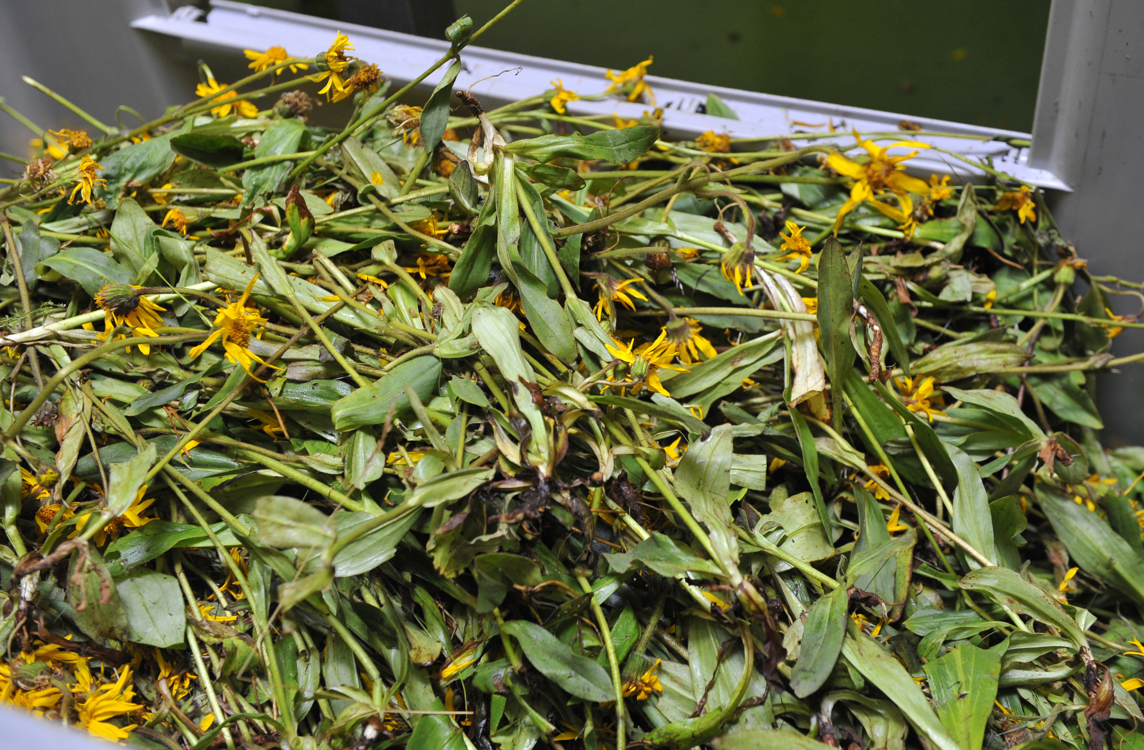 Arnica montana plants before being crushed for homeopathic medicine at a French factory in July 2015 (AFP)