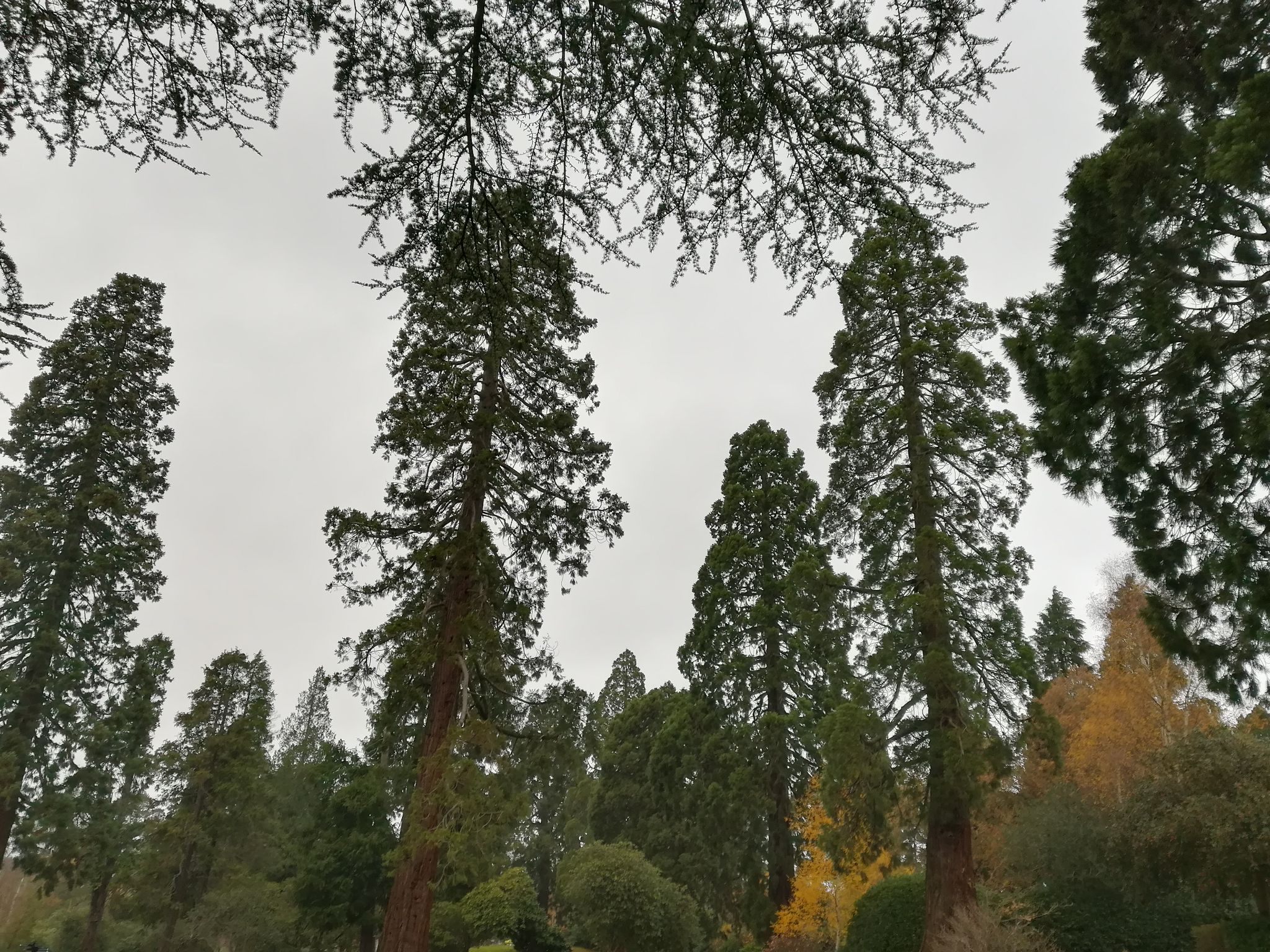 Britain's largest cemetery is planted with majestic Redwood trees that can grow up to 200 ft (MEE/Indlieb Farazi Saber)