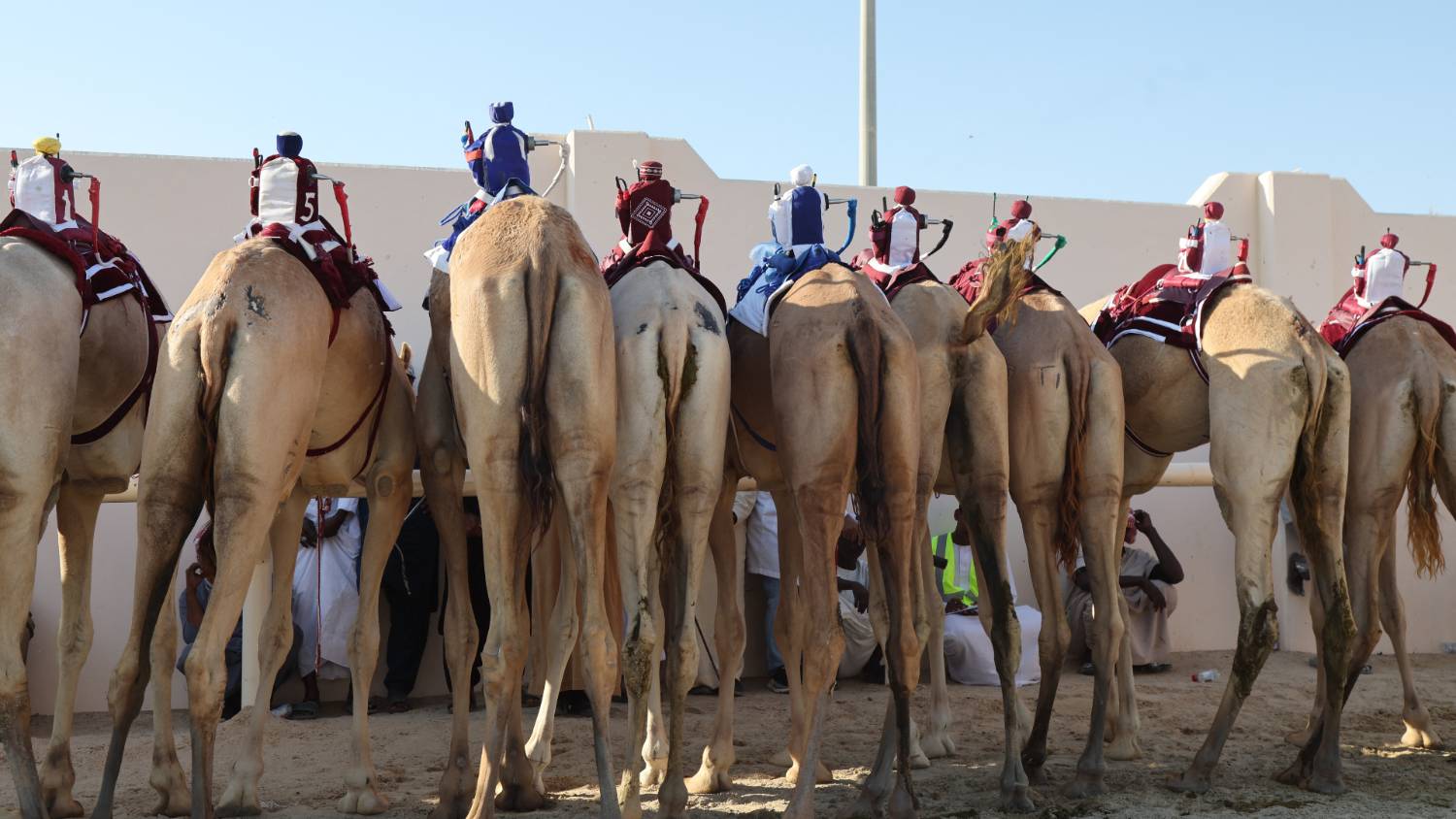Professional camel racing began in Qatar in the 70s, but more recently child jockeys were replaced with robots (AFP/Karim Jaafar)