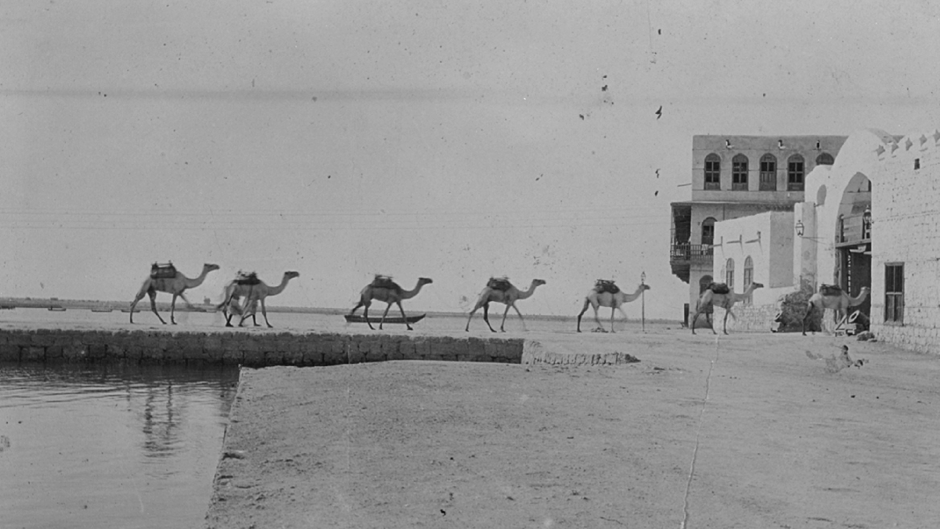 Camels entering Suakin island through Gordon's Gate, 1905-21.