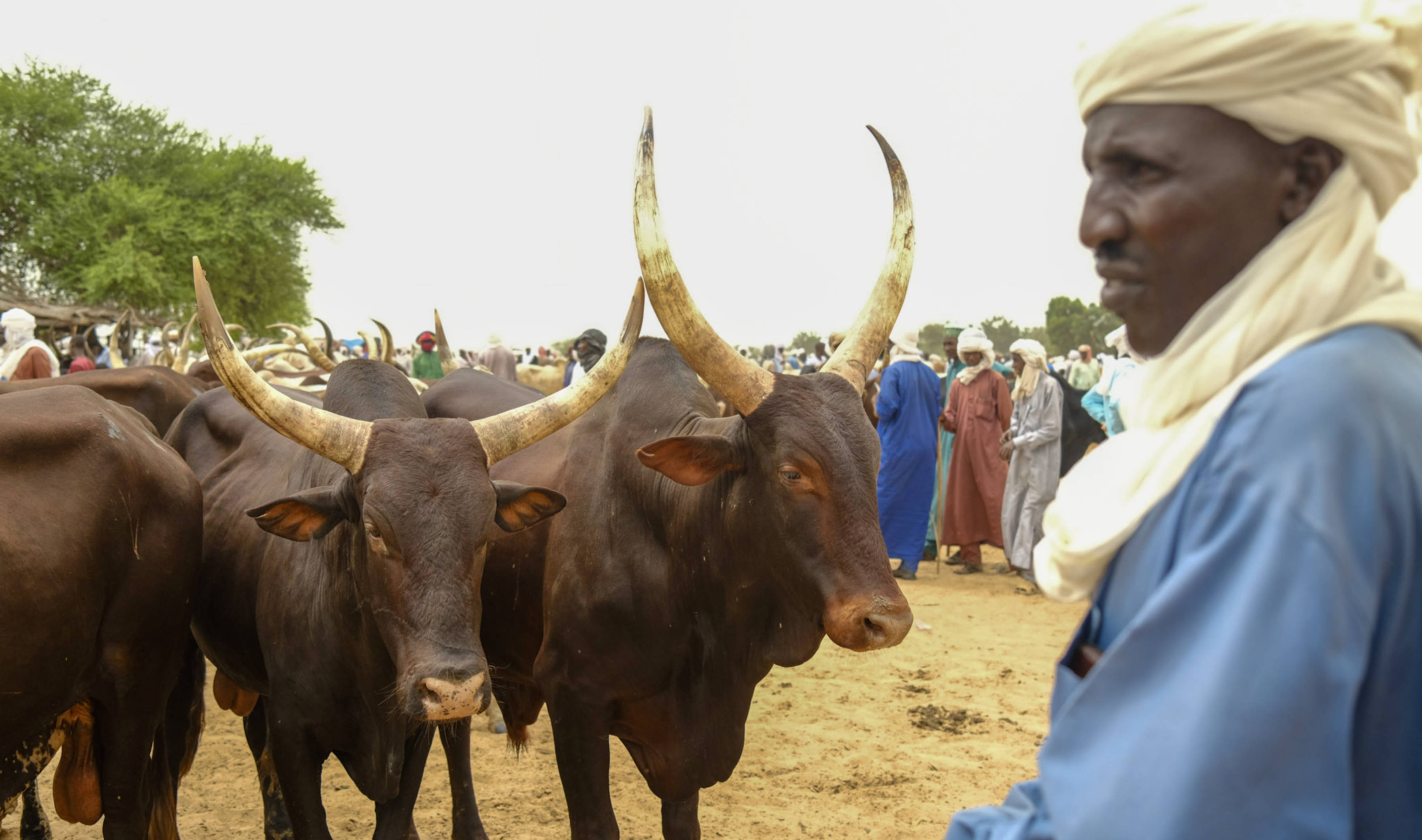 Herders face threats from extremist groups and high logistical costs as they export their cattle by foot to Nigeria (Andrei Popoviciu/MEE)