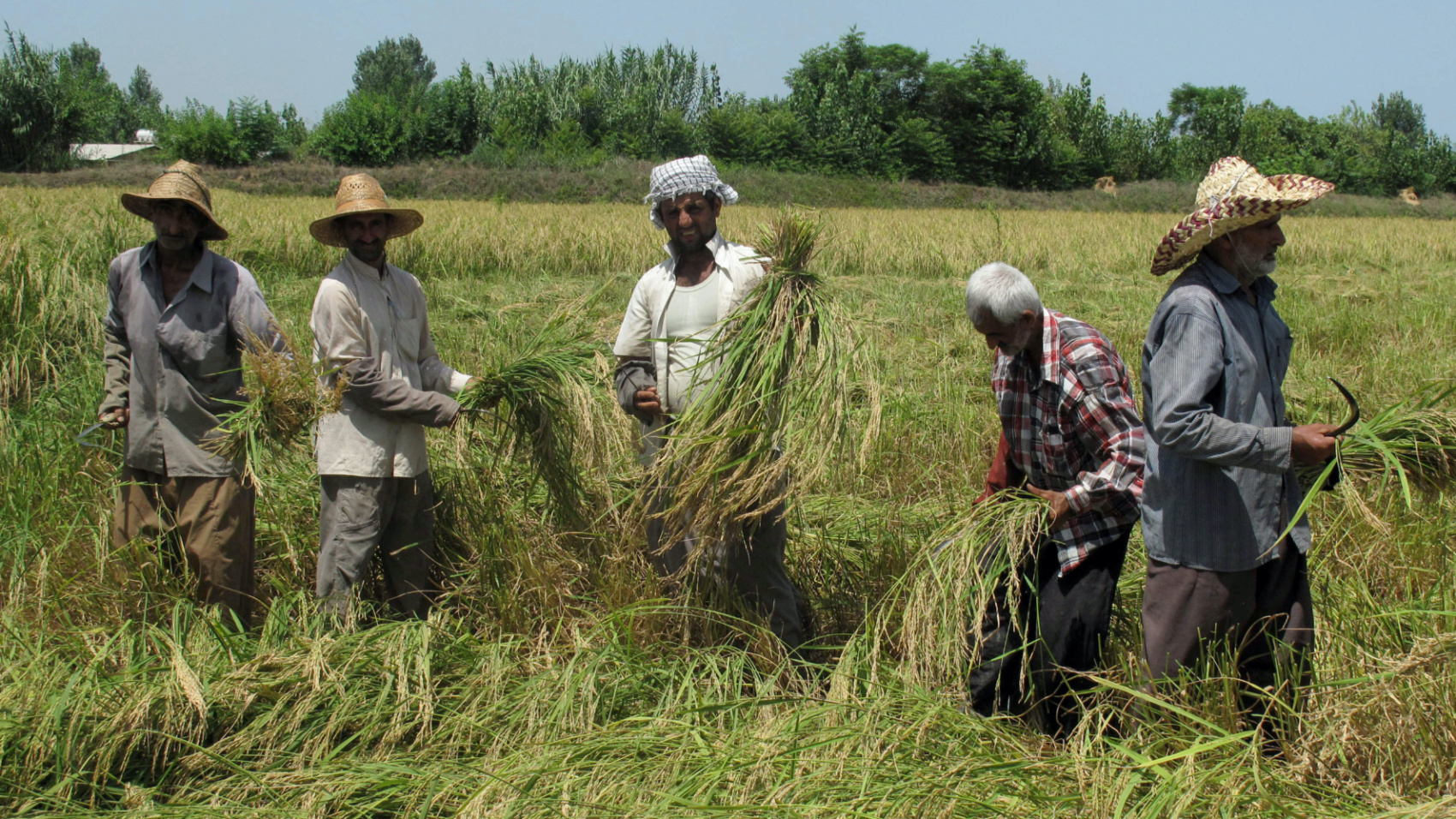 Iranian villagers work in a rice field during the annual harvest season on the outskirts of the city of Amol, in Mazandran province, on 30 July 2011 (AFP)