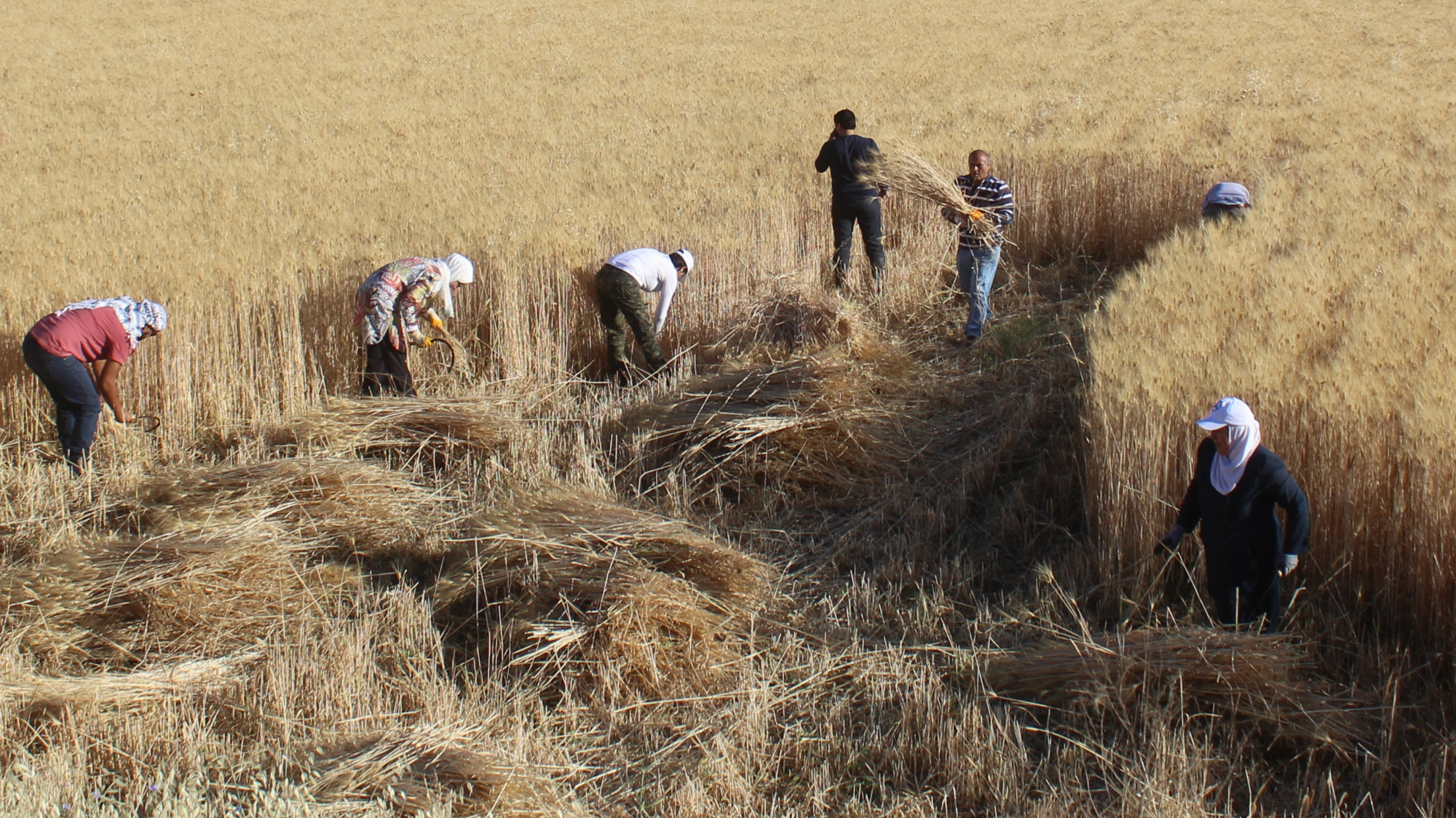 Jordan wheat farmers
