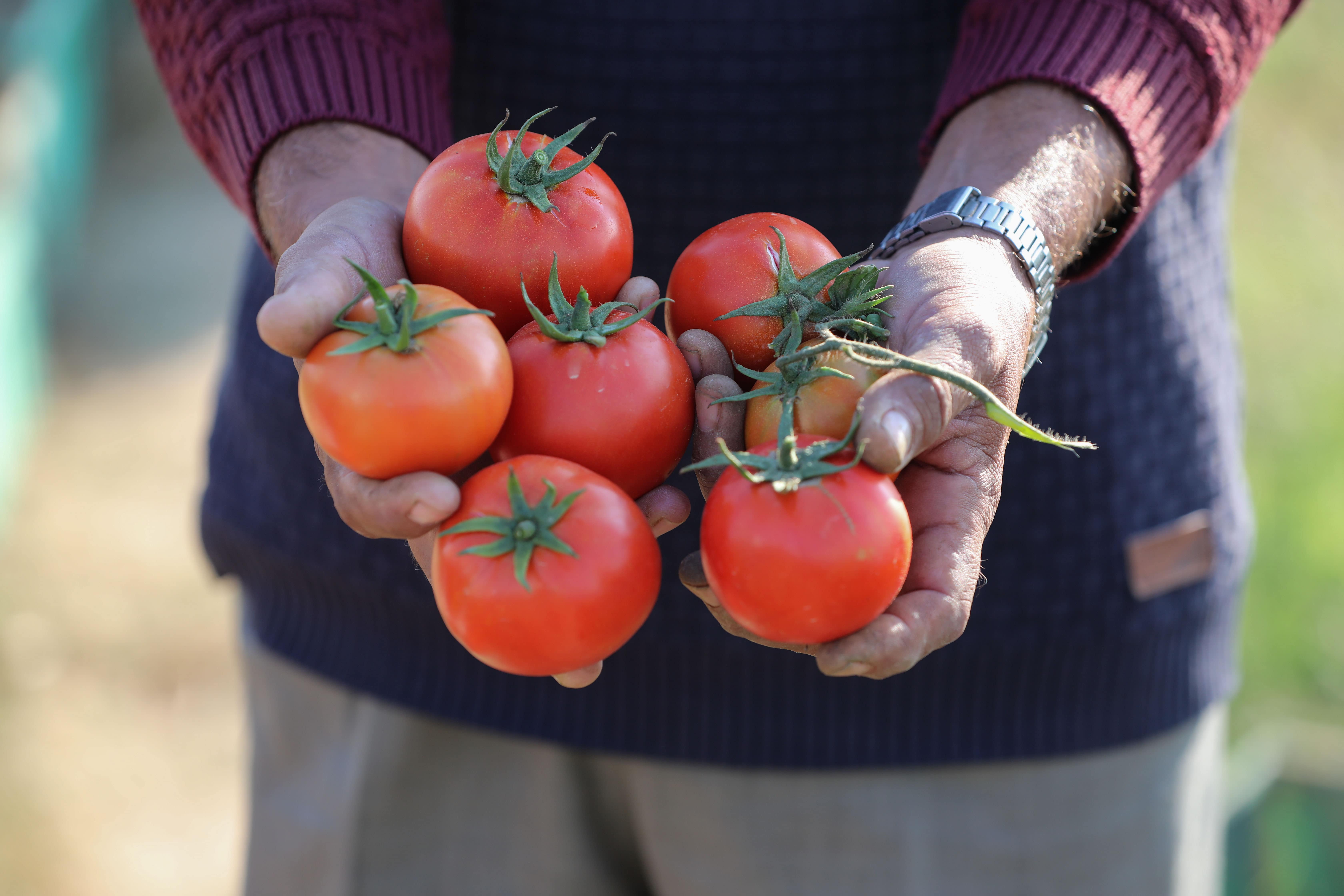 tomatoes gaza