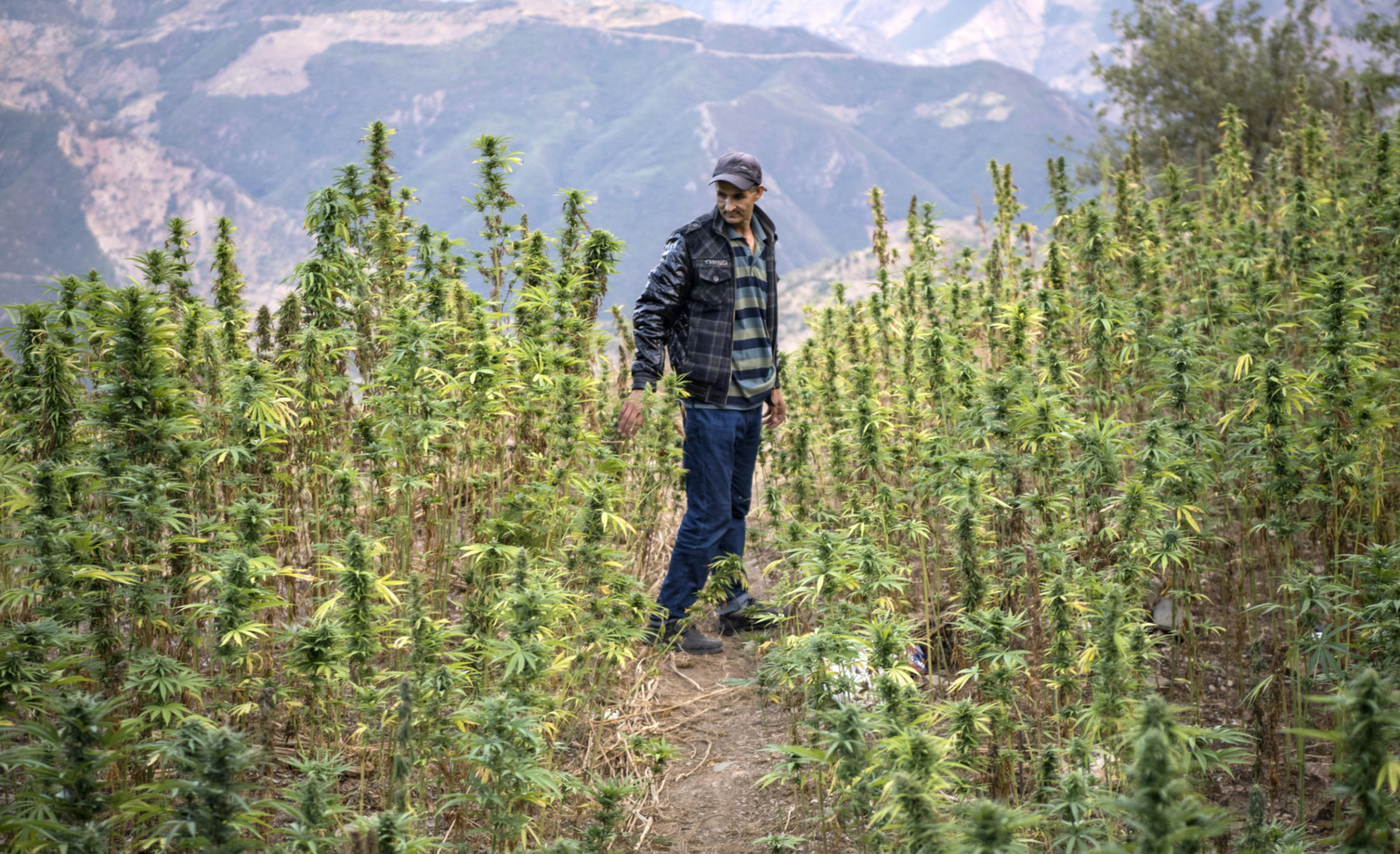 Morocco cannabis