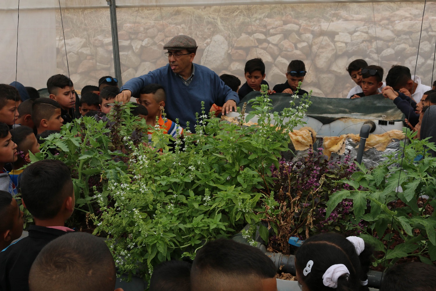 "Dr Qumsiyeh shows a tour group of local children vegetables and herbs growing in an aquaponics system in the museum's greenhouse