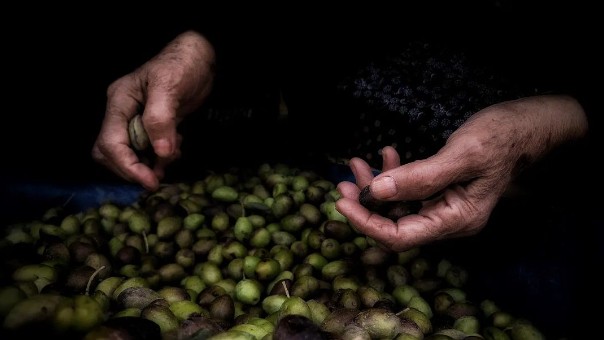 Une vieille Palestinienne passe au crible un tas d’olives (Instagram : Majd Arandas)