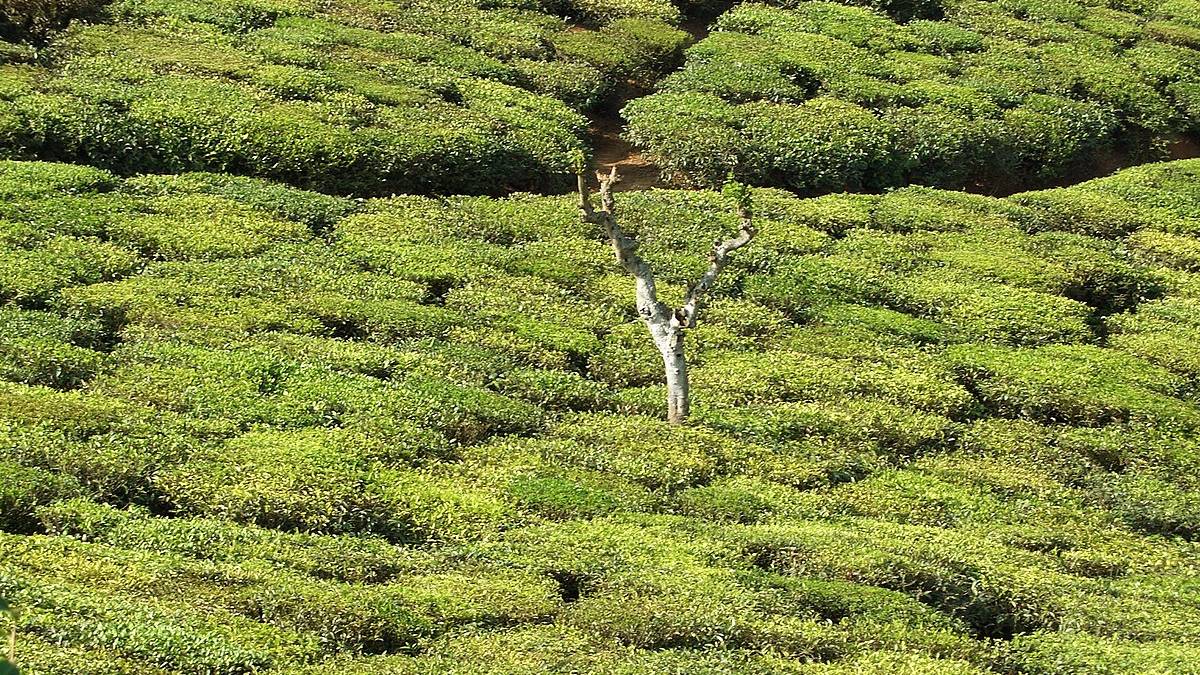 Tea has been grown in India since the 19th century (Wikipedia)