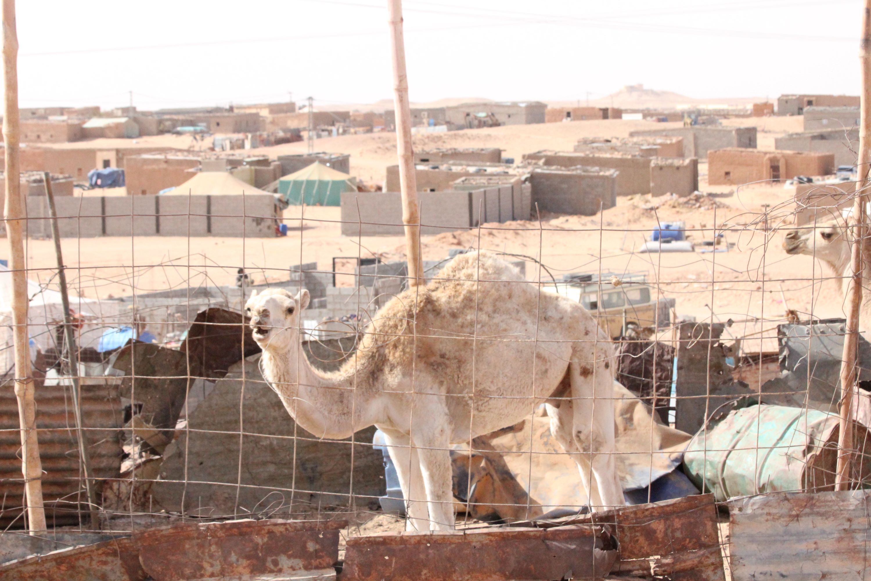 A camel in a pen in the middle of Ausserd refugee camp (MEE/Alex MacDonald)