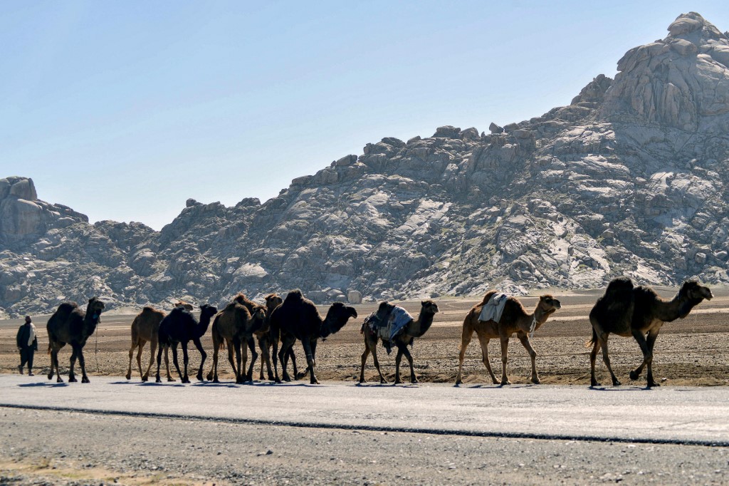Des chameliers d’Afghanistan, du Pakistan et d’Inde étaient nécessaires pour aider au transport des provisions et au contrôle des chameaux, car les chevaux avaient du mal à supporter les températures chaudes de l’Outback australien (AFP)