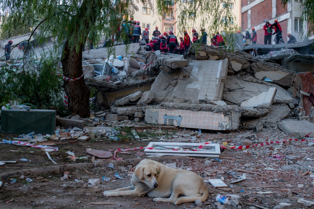 Un chien se repose tandis que des bénévoles et secouristes cherchent des survivants dans un bâtiment effondré d’Izmir, en Turquie, le 1er novembre 2020 (AFP)