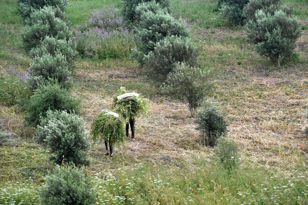 Olive field south of Algiers, in May 2022 (Ryad Kramdi/AFP)