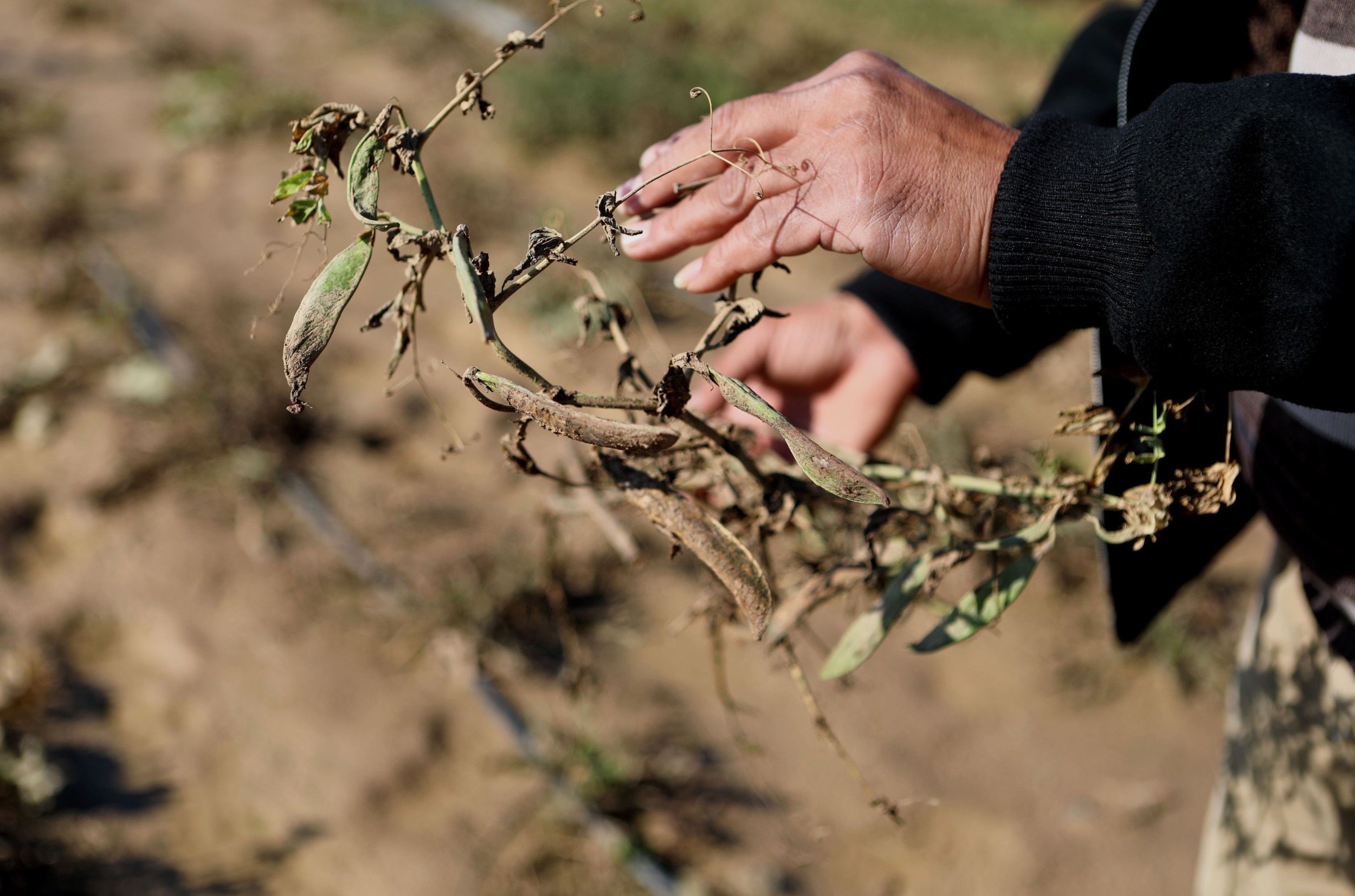 Aref Shamali shows rotten peas due to the flooding of agricultural lands in eastern Gaza (MEE/Mohammed al- Hajjar)