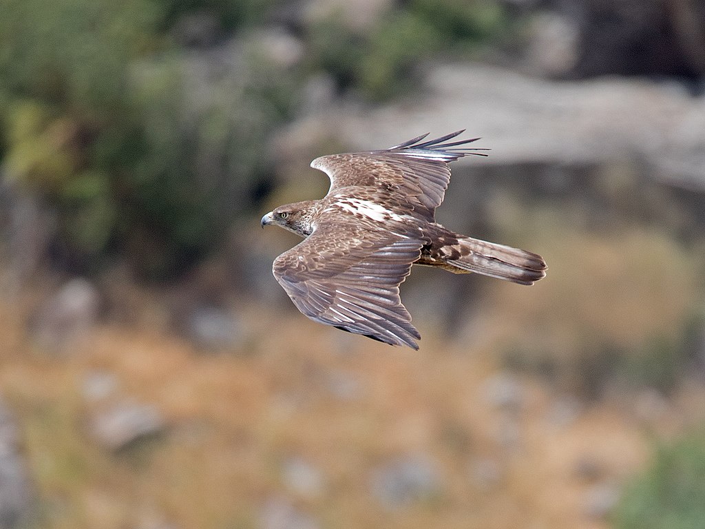 Bonelli’s eagle is one of many species whose habitat is endangered by the dam (Wikiword)