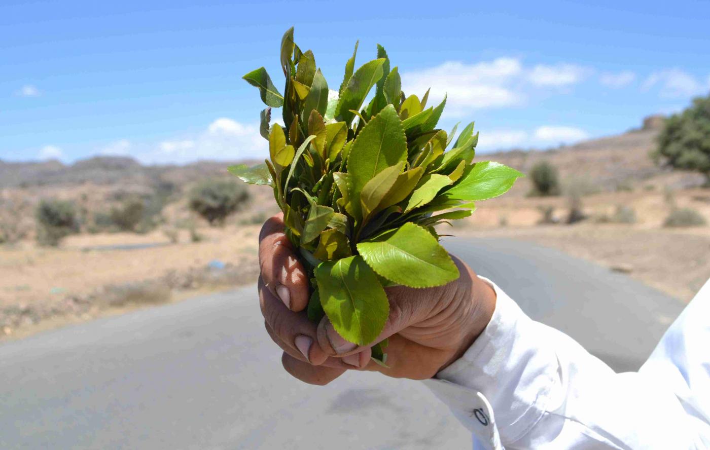 In some parts of Yemen, qat is replacing fruit trees as farmers' main crop (MEE)