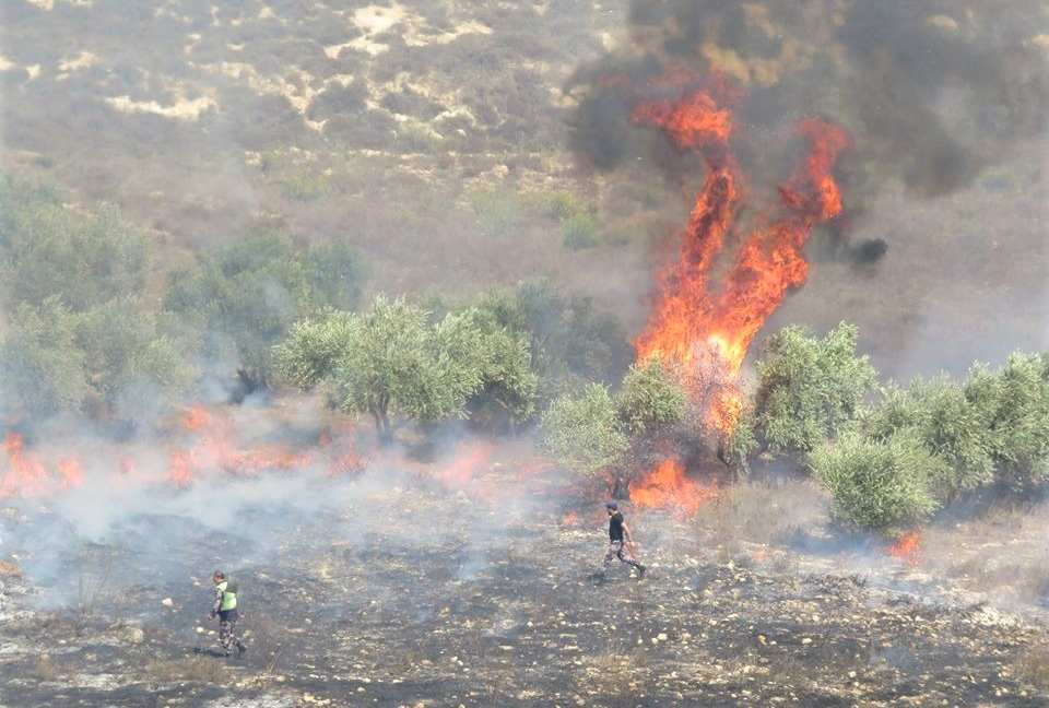 Israeli settlers have been accused of repeatedly setting fire to Burin's olive groves, such as here in 2017 (MEE/Muna Asous)