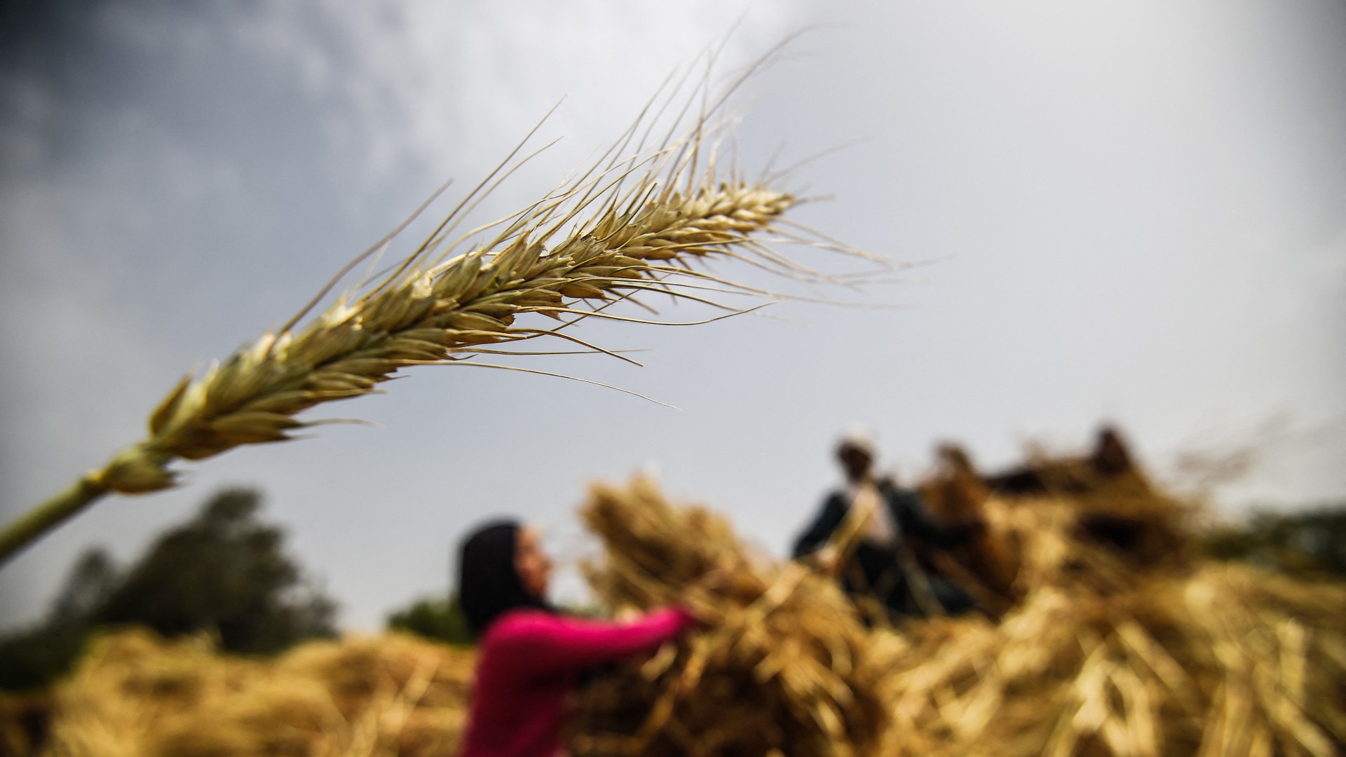 Egyptian farmers harvest wheat in Saqiyat al-Manqadi village in the northern Nile Delta province of Menoufia in Egypt, on May 1, 2019.