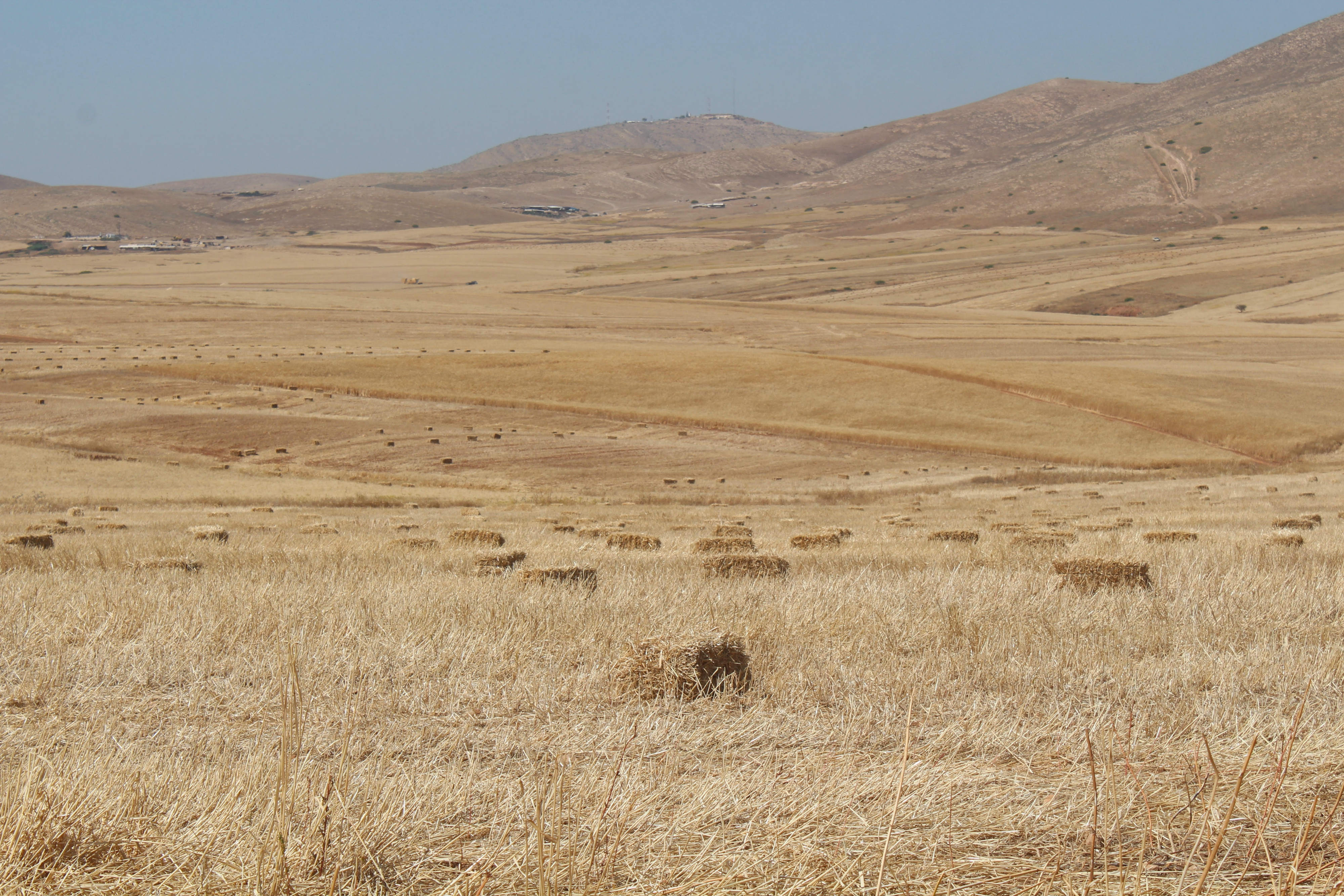 The fields in the Jordan Valley are at risk of being torched by Israeli military exercise (MEE/Shatha Hammad)