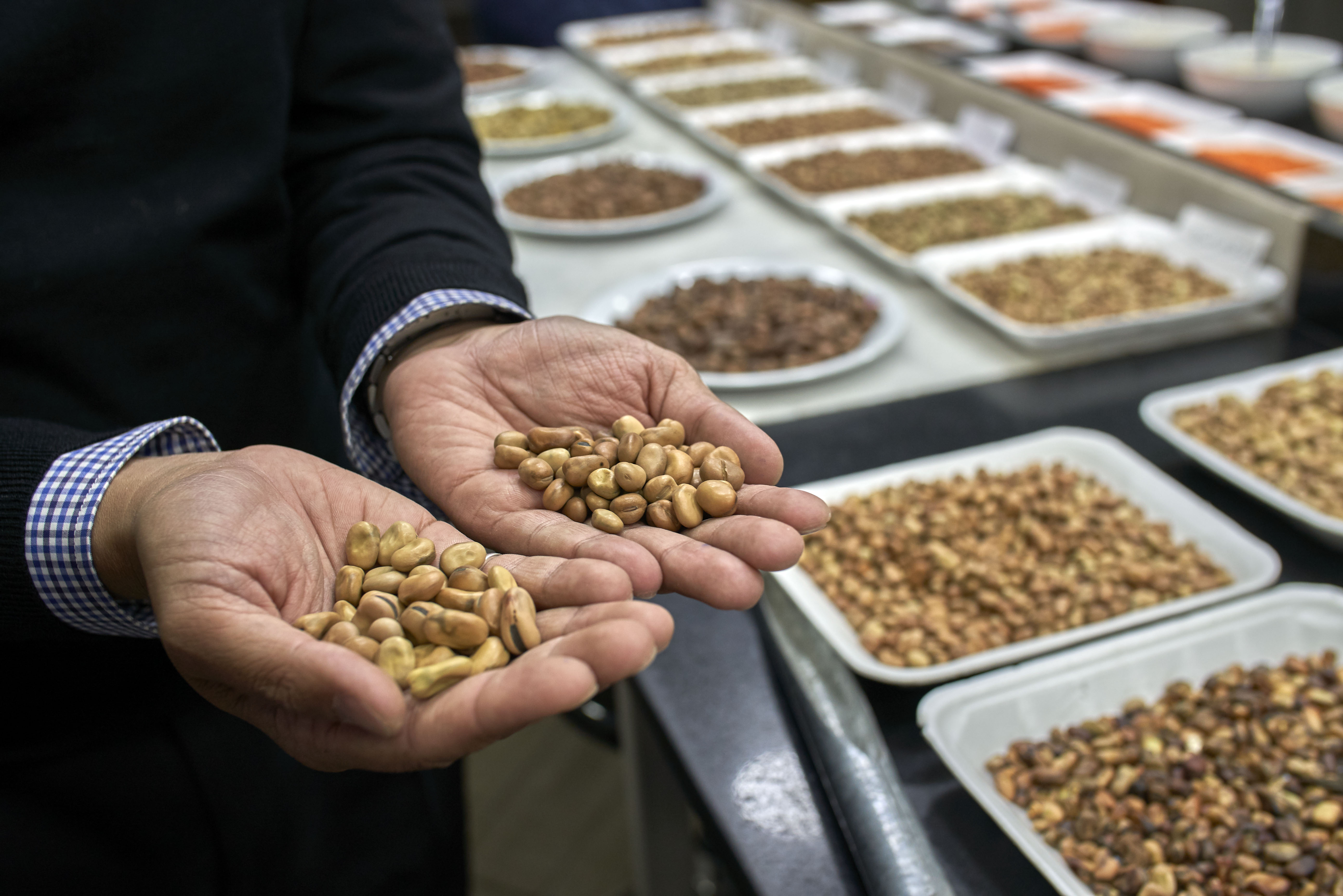 Mufaddal Saifuddin, directeur de Habba Habba, montrant les différences entre les types de fèves importées, le 9 avril 2019 (MEE/Hamada Elrasam)