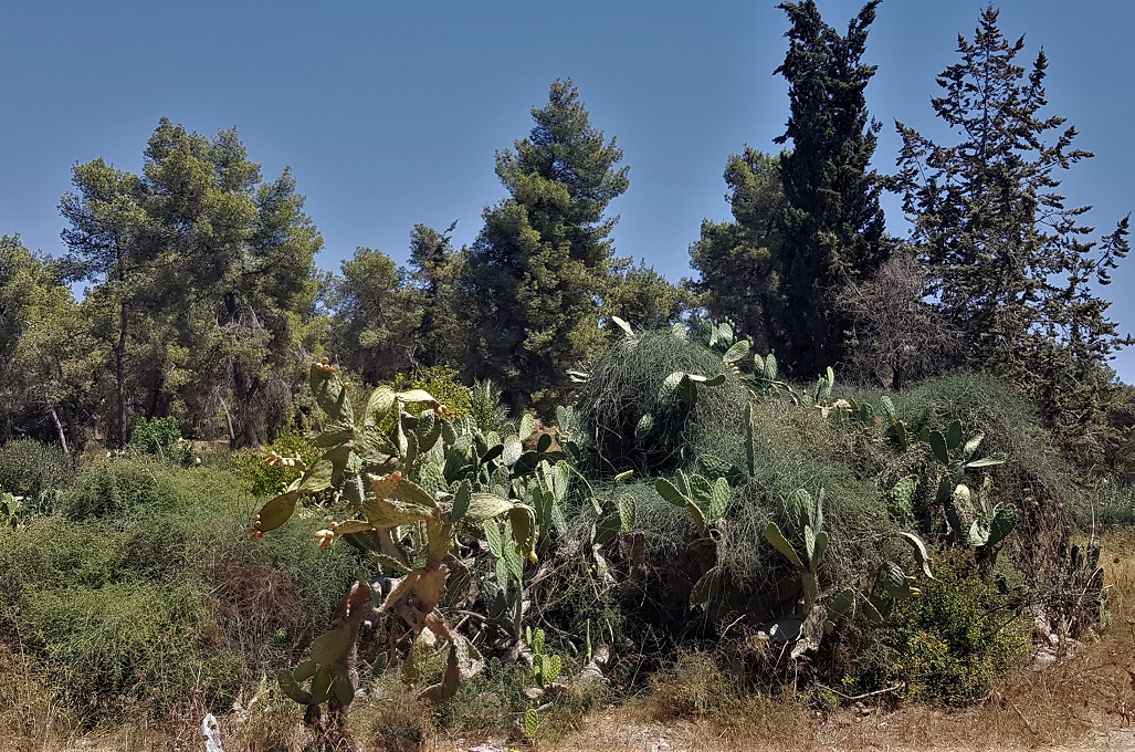 Les figuiers de Barbarie, contrairement au pin d’Alep en arrière-plan, sont un vestige des Palestiniens qui vivaient sur les terres où a été construit le parc Ayalon. Ils servaient à délimiter les propriétés de chacun (MEE/Clothilde Mraffko) 