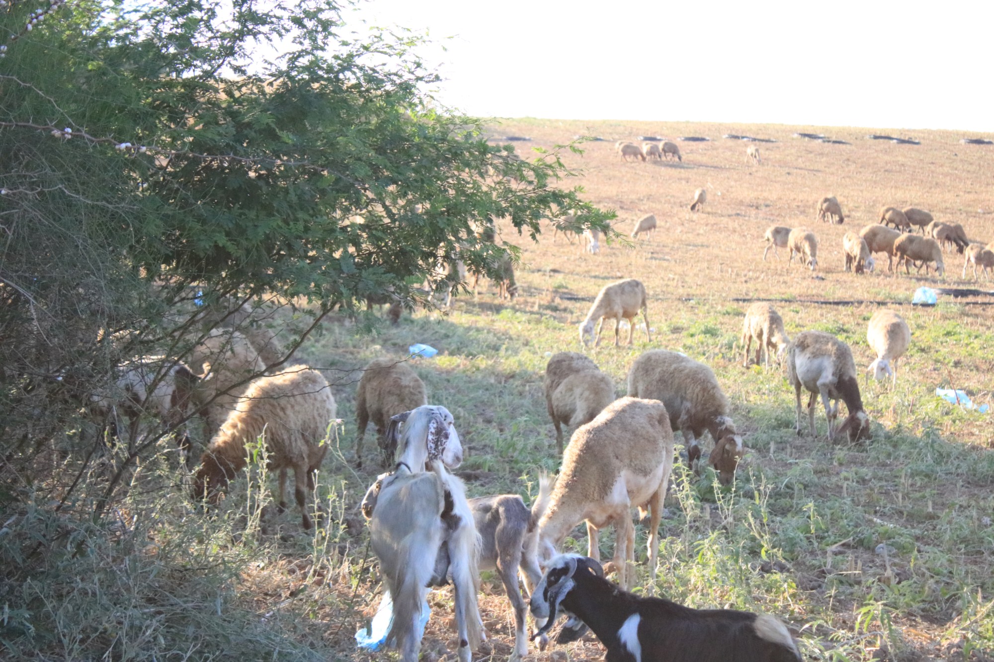 The herbicides not only hurt crops, but also livestock grazing in the affected areas (MEE/Abdallh al-Naamy)