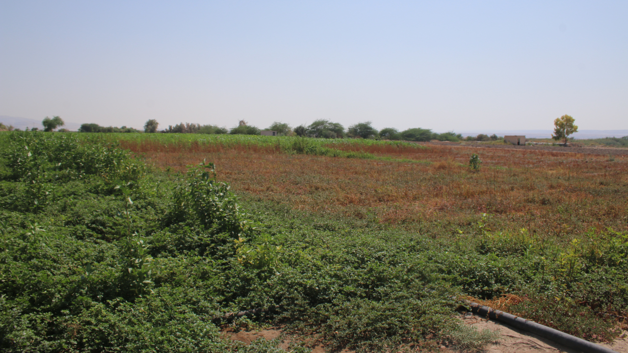 Ghor As-Safi, in the Jordan Valley, is one of the most fertile areas in the kingdom, but high temperatures have been threatening the viability of crops