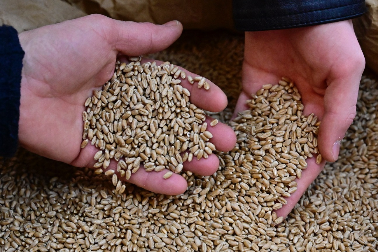 La production de semences paysannes est un enjeu majeur de l’agriculture biologique (AFP)