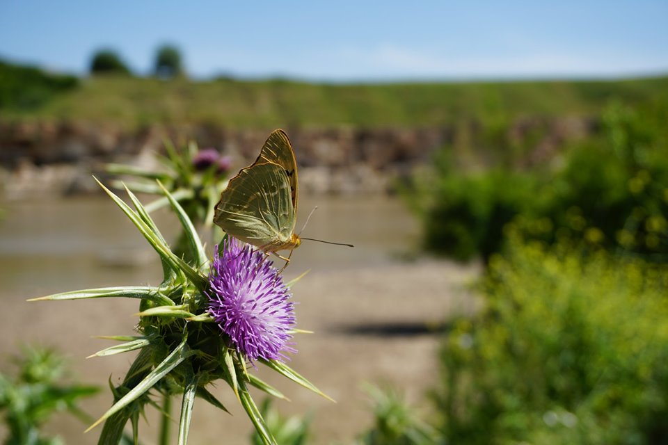 Also known as clouded yellow, Colias Croceus and milk thistle are seen growing by the Tigris River. (MEE/Nimet Kirac)