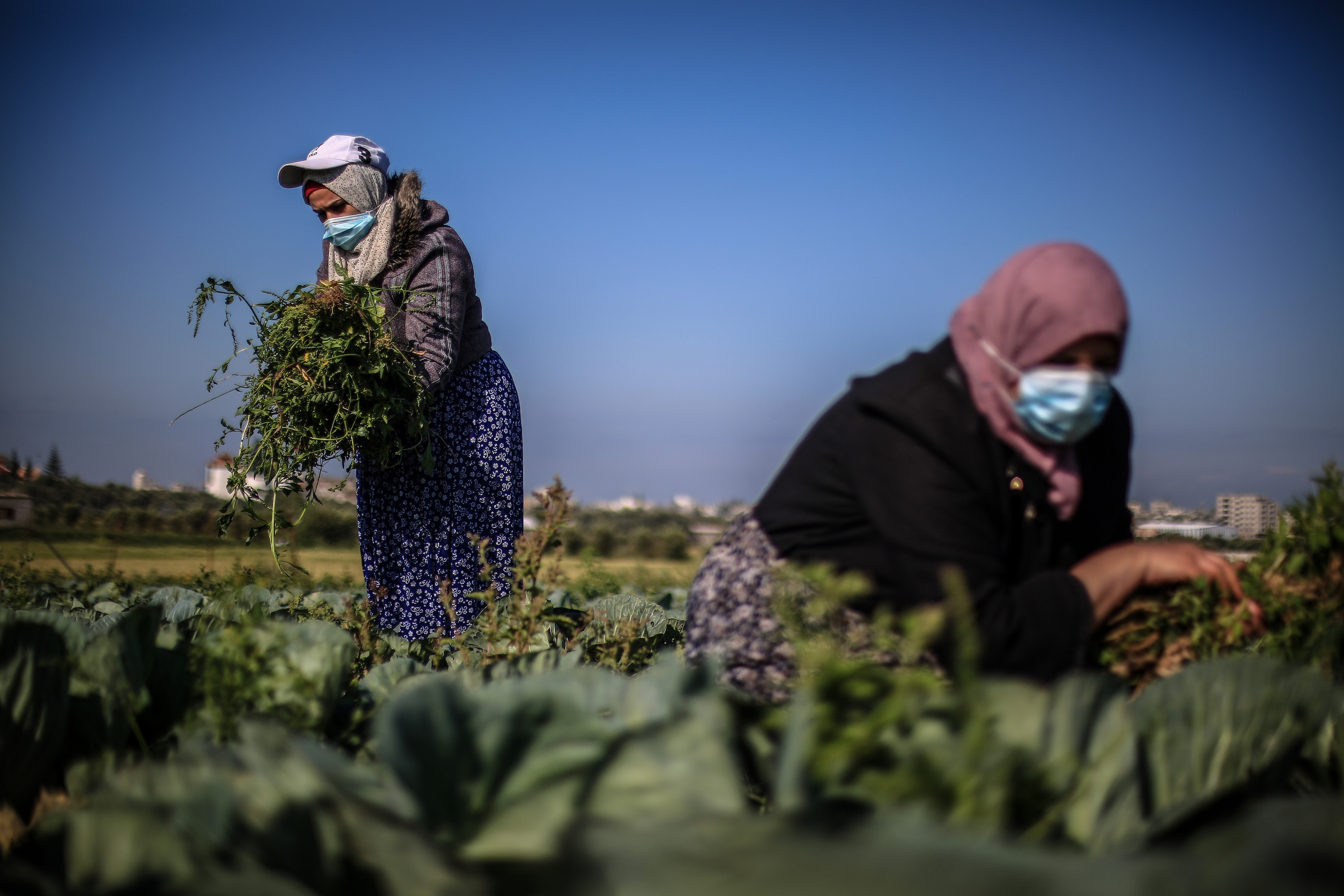 Palestinian farmers in Gaza Strip