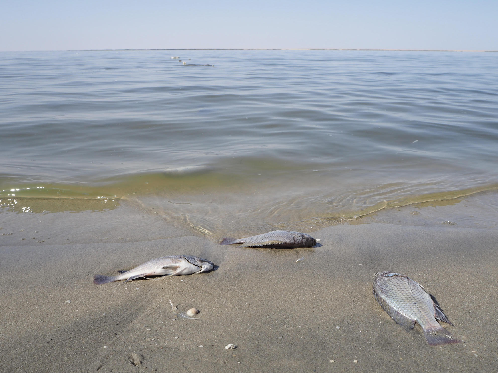 Dead fish on the shores of Iraq's Lake Razzaza, which local fishermen say has been shrinking and becoming saline (MEE/Tom Westcott)