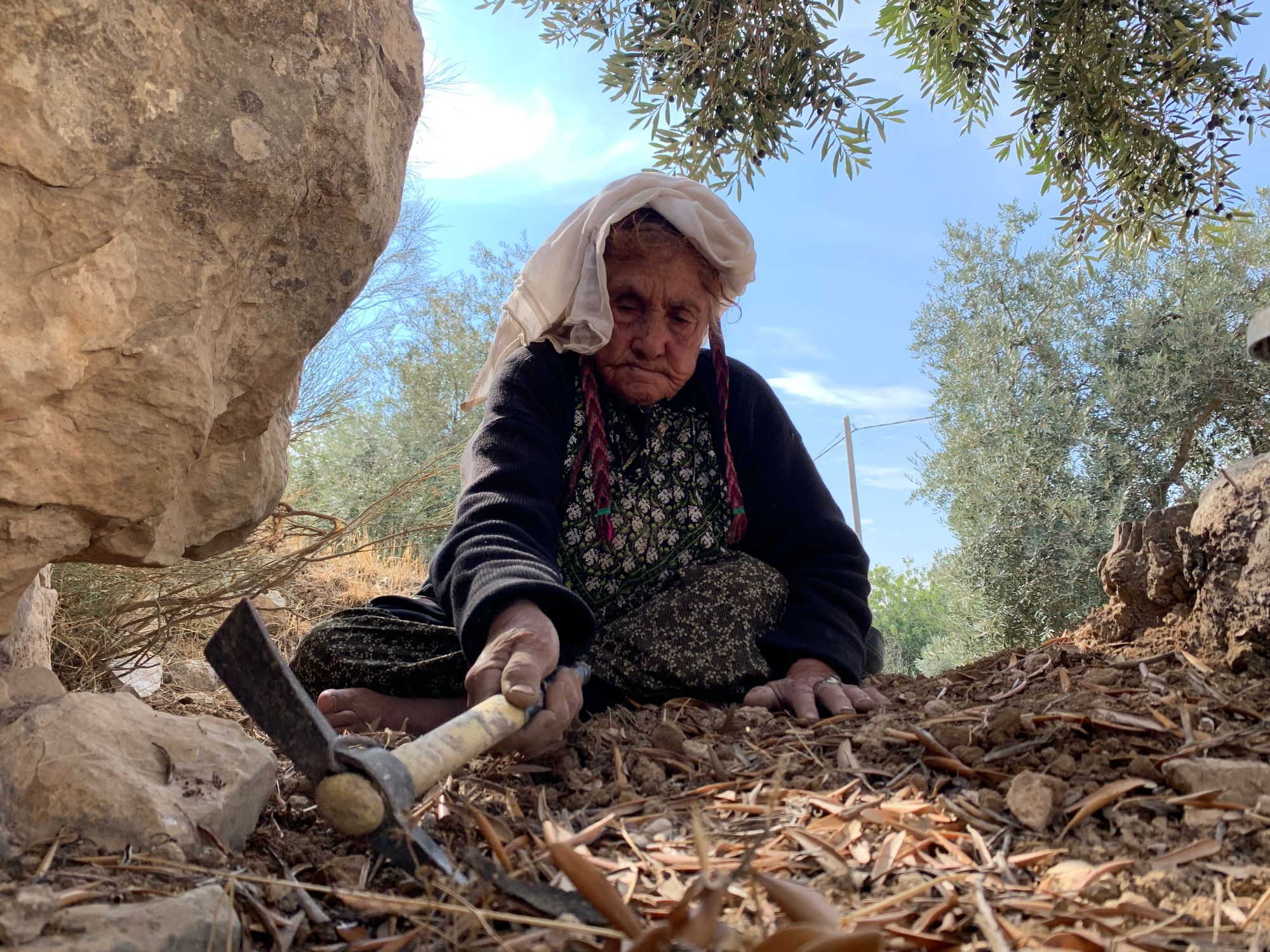 An elderly Palestinian woman works the land in the Masafer Yatta hamlet of Tuwani (MEE/Shatha Hammad)