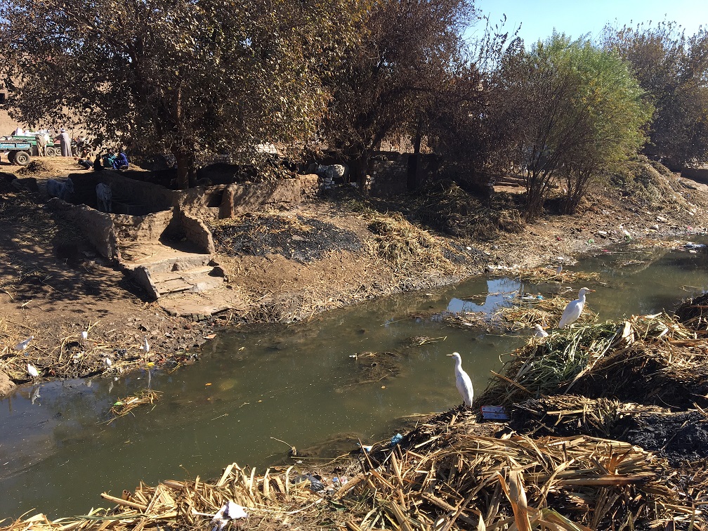 A canal choked with sewage and garbage is pictured in Minya, Egypt (MEE/Mohamed Mahmoud)