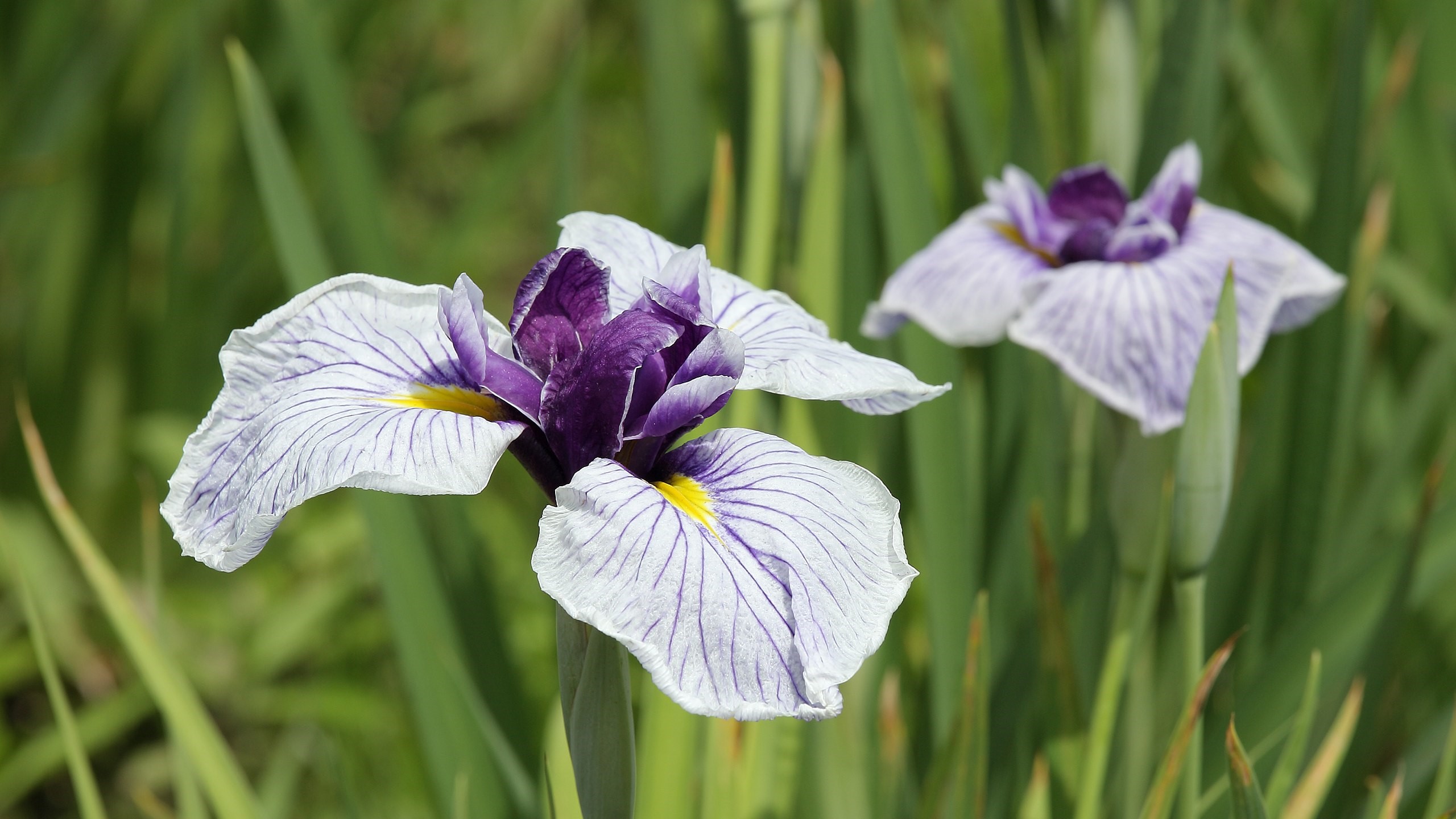 La fleur d’iris était réduite en poudre avec d’autres ingrédients pour fabriquer du dentifrice (Wikimedia)