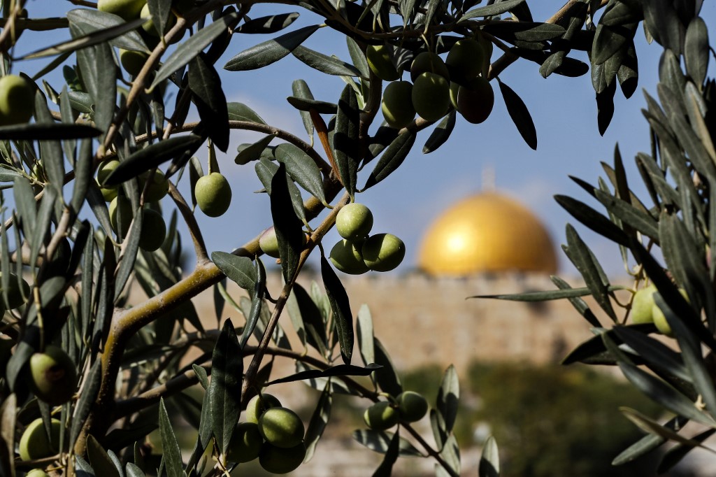 Olive trees stand in front of Jerusalem’s Old City in October 2017 (AFP)