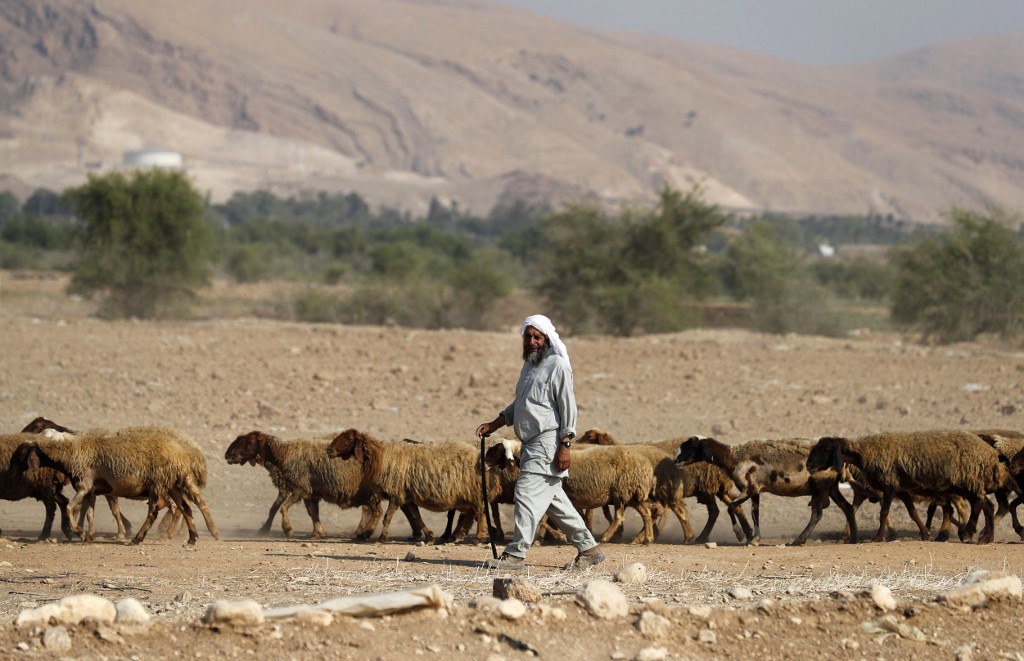 Un berger bédouin marche avec son troupeau de moutons dans la vallée du Jourdain le 11 septembre (AFP)