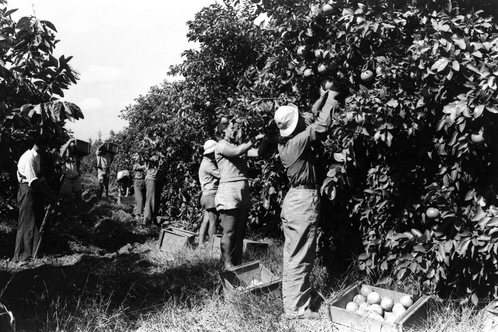 People work in an orange grove at the Naan kibbutz in 1938 (AFP)