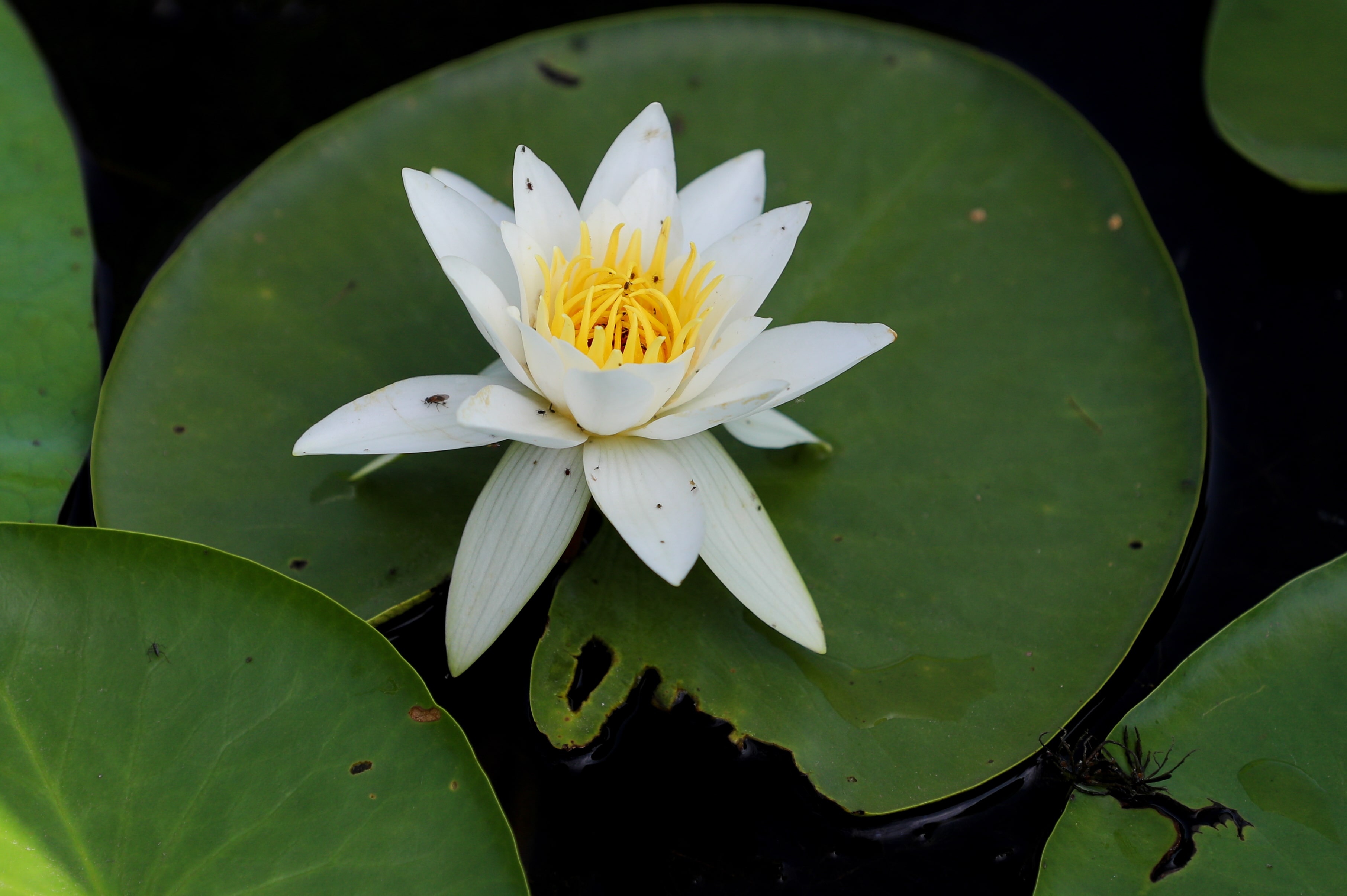 Les fleurs de lotus sont dépeintes dans les hiéroglyphes depuis des siècles (Reuters)